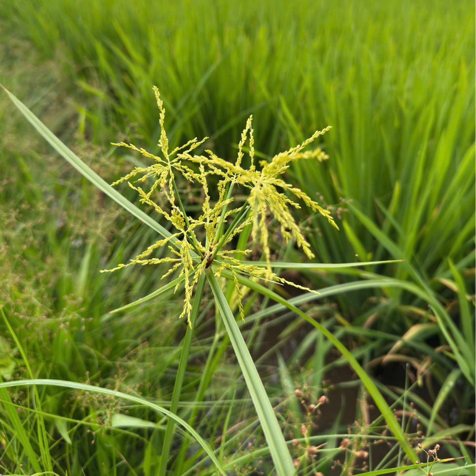 cỏ chác họ chác lác