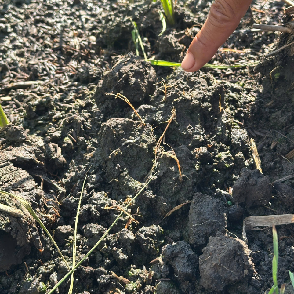 cỏ chết cháy sv benta