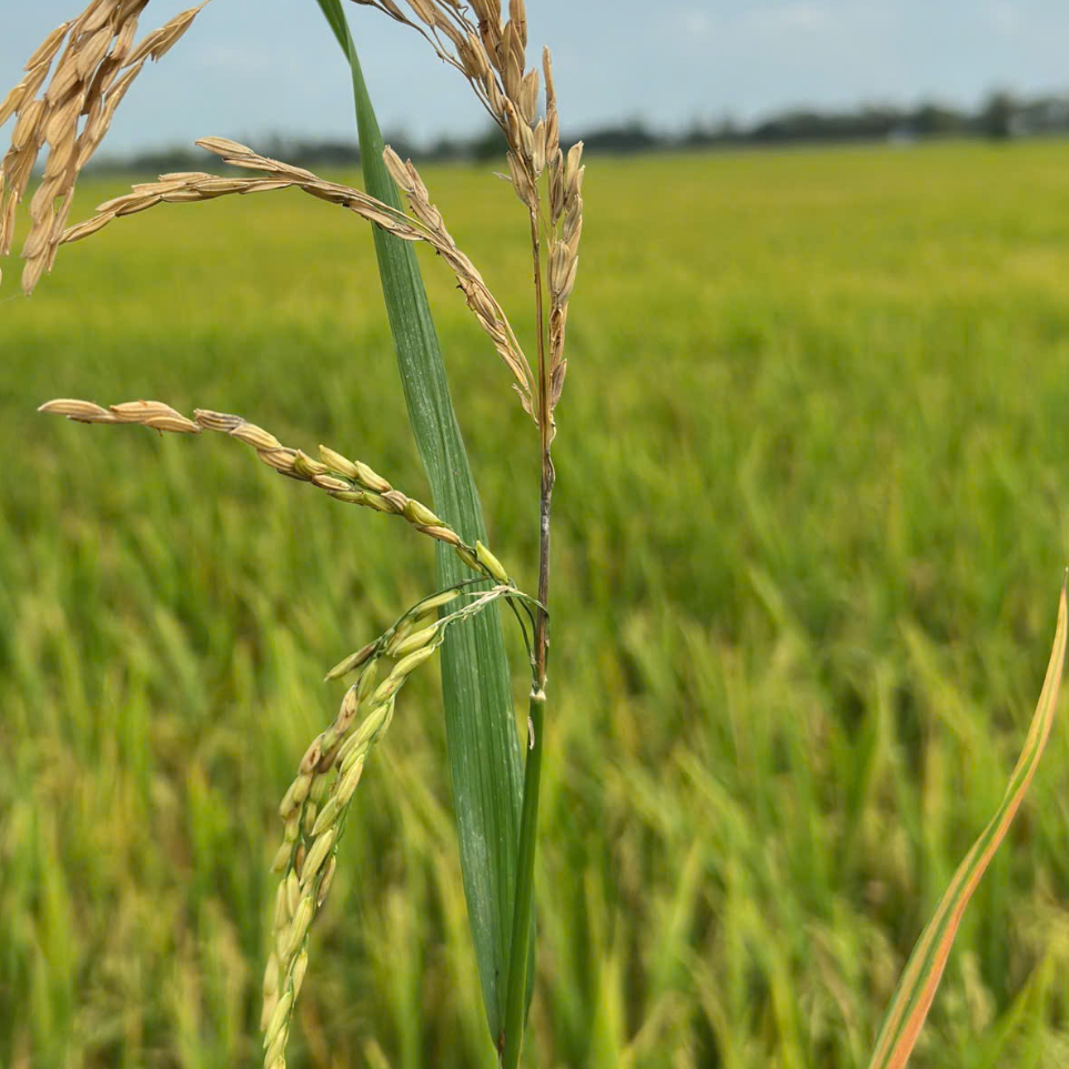 đạo ôn cổ bông