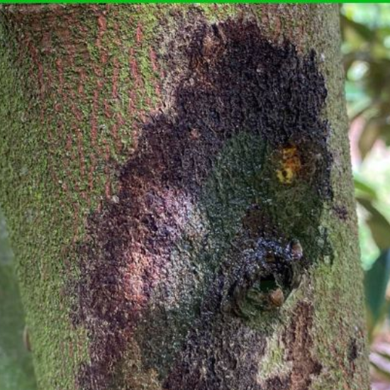 NỨT THÂN XÌ MỦ (1)