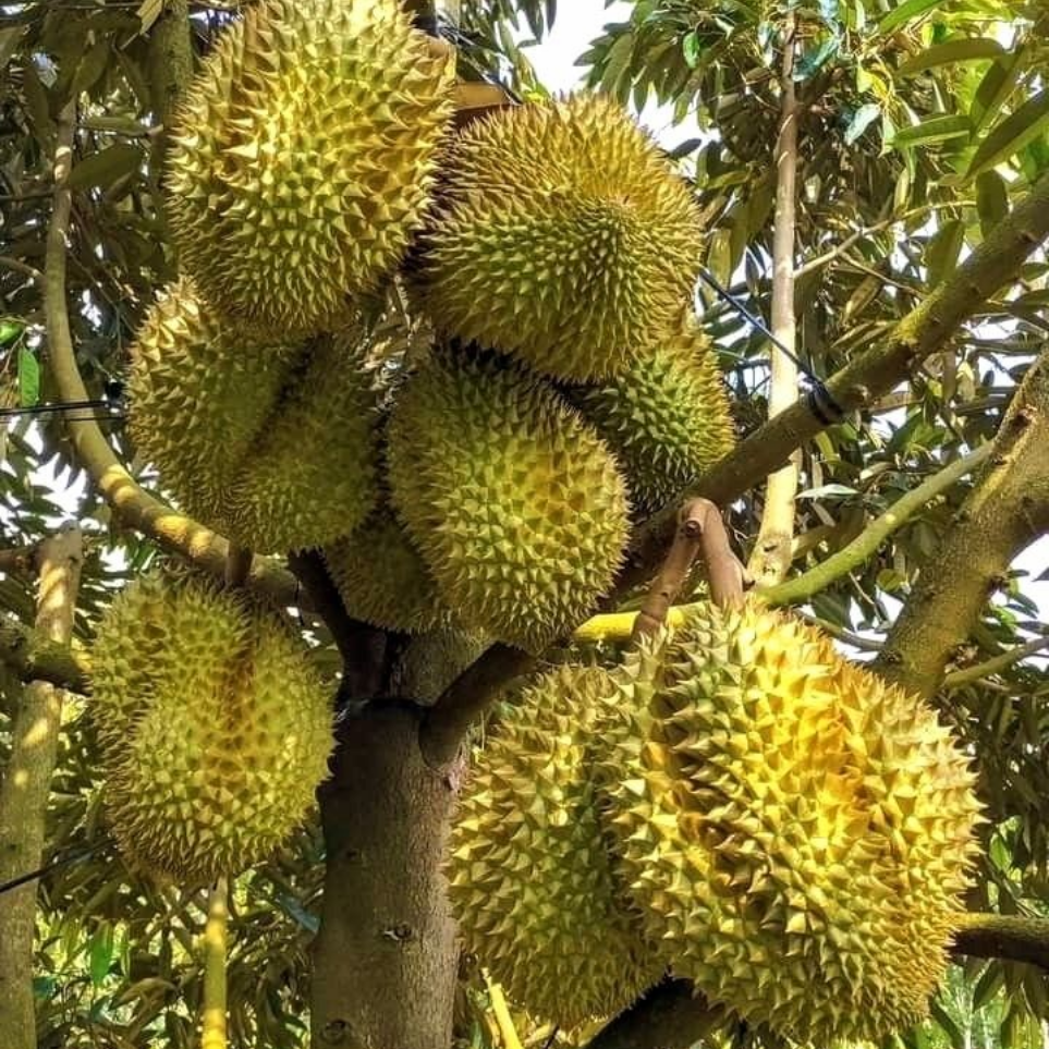 sầu riêng đậu trái