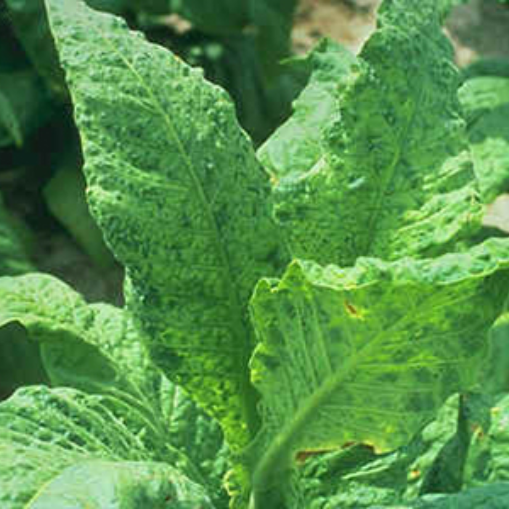 THỰC TẾ SATURN-1