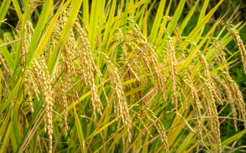 Giải pháp phòng trừ bệnh hại trên cây lúa hiệu quả